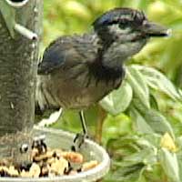 Blue Jay, 19 March 2005, Redwood Valley, Humboldt County, California