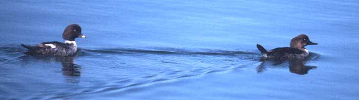 Hybrid duck by Rich Stallcup 2004