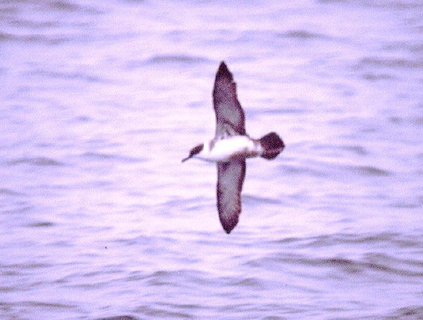 Greater Shearwater