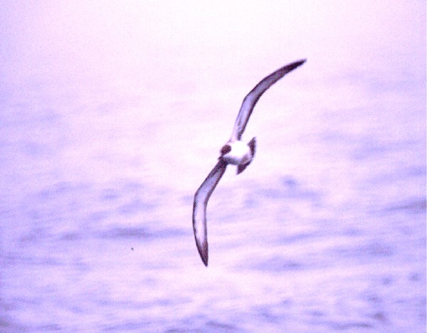 Greater Shearwater