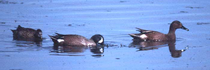 Hybrid Teal by Rich Stallcup 2004